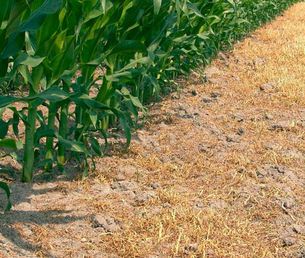 Obr. 8: Vhodně použit&aacute; TM kombinace v&nbsp;Duo hybridu kukuřice: Stratos Ultra (1,5 l/ha) + Akris (2,0 l/ha) + Slalom (0,3 l/ha) 3 t&yacute;dny po o&scaron;etřen&iacute;