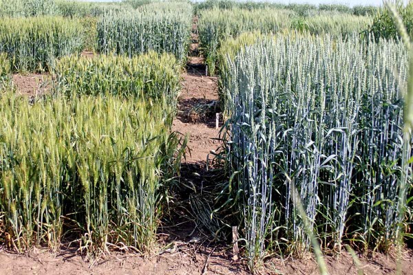 Obr. 1: Morfologická odlišnost zkoušených materiálů a jejich reakce na sucho - vlevo čínská odrůda Xiaoyan 22 (δ 13C -25,64 ‰), vpravo česká kontrolní odrůda Bohemia (δ 13C -27,06 ‰); lokalita Praha-Ruzyně Obr. 1: Morfologická odlišnost zkoušených materiálů a jejich reakce na sucho - vlevo čínská odrůda Xiaoyan 22 (δ 13C -25,64 ‰), vpravo česká kontrolní odrůda Bohemia (δ 13C -27,06 ‰); lokalita Praha-Ruzyně