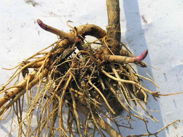 Podzemn&eacute; org&aacute;ny zlatobyle kanadskej