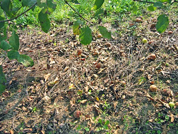 Obr. 3: Předčasn&yacute; opad listů napaden&yacute;ch strupovitost&iacute;