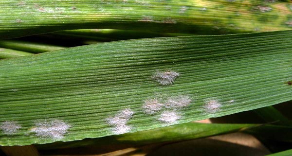 Padlí ječmene - padlí travní Padlí ječmene - padlí travní