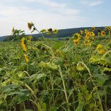 Invázne a expanzívne druhy v podmienkach Slovenska (10): Slnečnica hľuznatá a slnečnica ročná burinná Invázne a expanzívne druhy v podmienkach Slovenska (10): Slnečnica hľuznatá a slnečnica ročná burinná