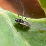 Progn&oacute;za v&yacute;skytu m&scaron;ic na jaře 2020