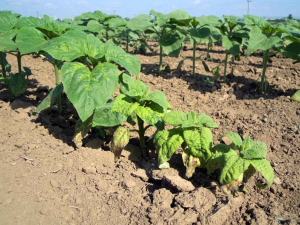 Obr. 3: Mezi rostlinami v řádku dochází k šíření plísně zoosporami s půdní vodou Obr. 3: Mezi rostlinami v řádku dochází k šíření plísně zoosporami s půdní vodou