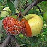 Aktu&aacute;ln&iacute; přehled ochrany zahrad, sadů a&nbsp;vinic - z&aacute;ř&iacute;, ř&iacute;jen a&nbsp;listopad 2021