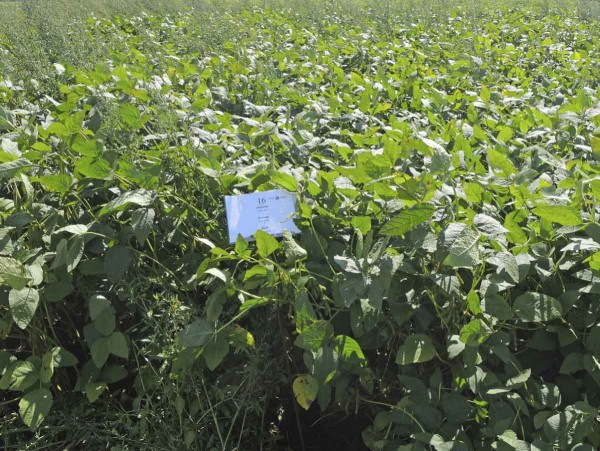 POST Stimulus + Corum + Dash - 1,0 + 1,25 + 1,0 l/ha