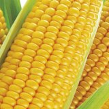 Magick&eacute; osmičky v&nbsp;Caussade