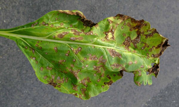 Cerkosporová a ramuláriová skvrnitost řepy Cerkosporová a ramuláriová skvrnitost řepy