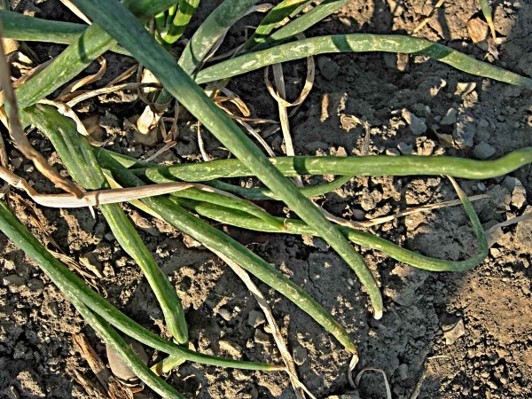 Molík česnekový - poškození listů housenkami Molík česnekový - poškození listů housenkami