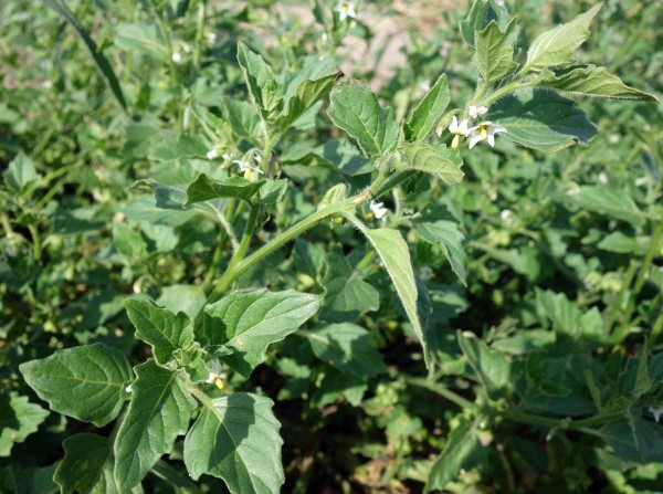 Kvetoucí rostlina lilku leskloplodého Kvetoucí rostlina lilku leskloplodého