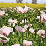 Zv&yacute;&scaron;en&iacute; jistoty vzch&aacute;zen&iacute; a&nbsp;překon&aacute;n&iacute; stresu ultrapřesnou v&yacute;živou