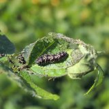 Ochrana s&oacute;ji v&nbsp;roce 2016