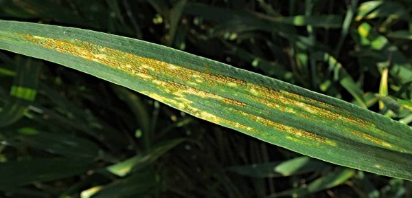 Rez plevová Rez plevová