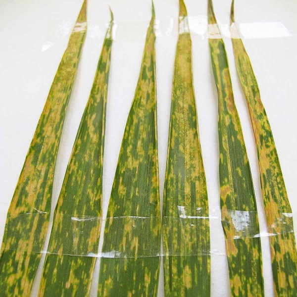 Obr. 5: Příznaky napadení pšenice rzí plevovou Obr. 5: Příznaky napadení pšenice rzí plevovou