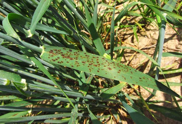 Tmavohněd&aacute; skvrnitost ječmene - ramul&aacute;riov&aacute; skvrnitost