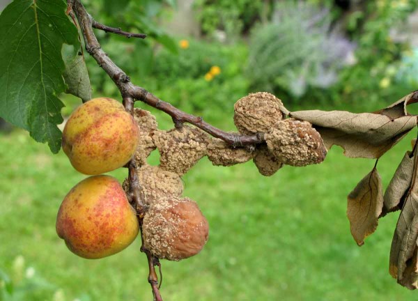 Moniliov&aacute; hniloba - meruňka