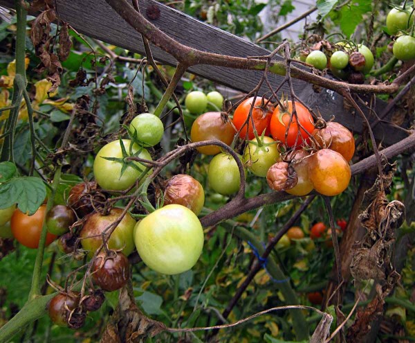 Plíseň rajčete na plodech Plíseň rajčete na plodech