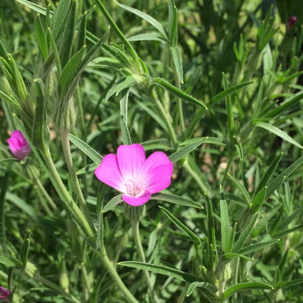 Koukol poln&iacute; (Agrostemma githago) byl v&nbsp;minulosti běžn&yacute;m poln&iacute;m plevelem, dnes patř&iacute; k&nbsp;vz&aacute;cn&yacute;m druhům