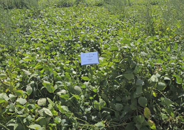 PRE Successor 600 + Sumimax 1,5&nbsp;l + 0,1 kg/ha