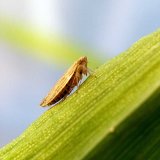 Virové choroby obilnin a ochrana proti nim Virové choroby obilnin a ochrana proti nim