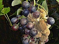 Šedá hniloba hroznů révy Šedá hniloba hroznů révy