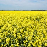 Brasan s&nbsp;Teridoxem d&aacute; vyniknout va&scaron;im porostům řepky