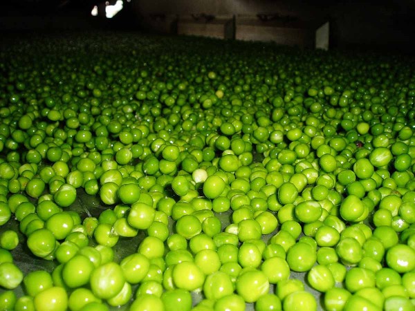 Vylu&scaron;těn&yacute; zeleninov&yacute; hr&aacute;ch (hr&aacute;&scaron;ek)