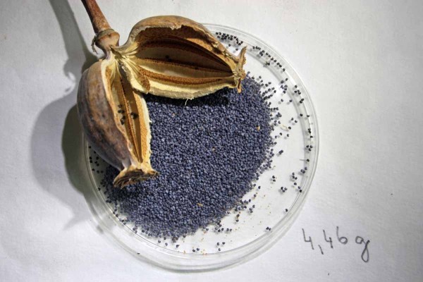 Zdravá makovice v době sklizně a výnos Zdravá makovice v době sklizně a výnos