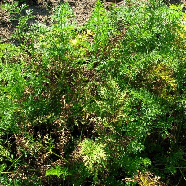 Alternariová skvrnitost mrkve Alternariová skvrnitost mrkve