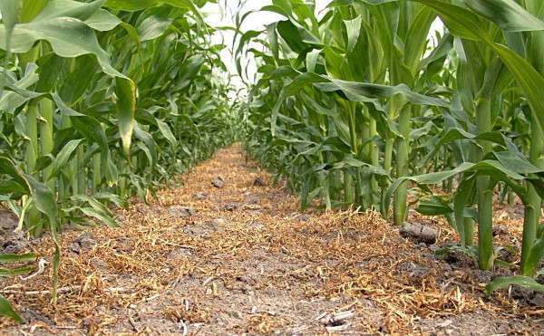 Obr. 4: Velmi vysokou &uacute;činnost a&nbsp;rychl&eacute; působen&iacute; vykazuje na ježatku kuř&iacute; nohu tembotrione (Laudis OD)