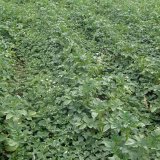 Regulace plevelů v bramborách - současnost a perspektivy Regulace plevelů v bramborách - současnost a perspektivy