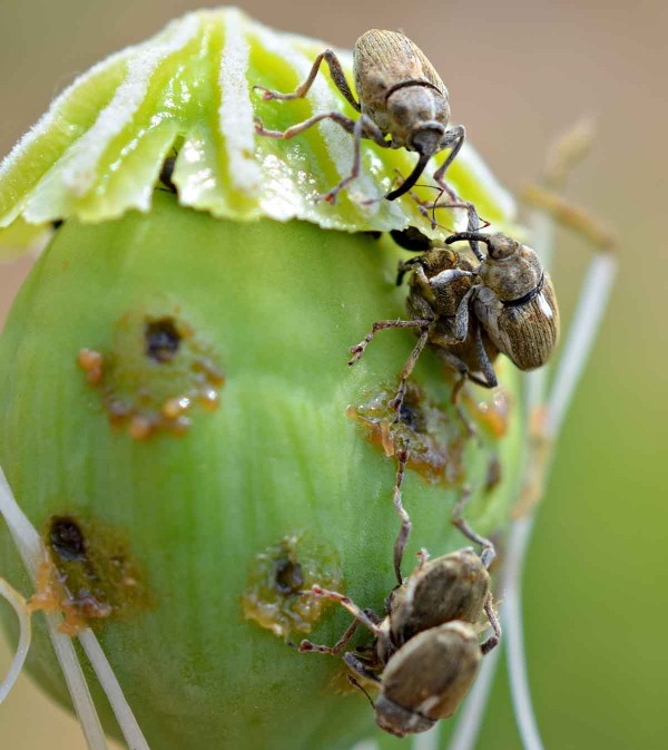 Obr. 1: Krytonosec makovicový (Neoglocianus maculaalba) Obr. 1: Krytonosec makovicový (Neoglocianus maculaalba)