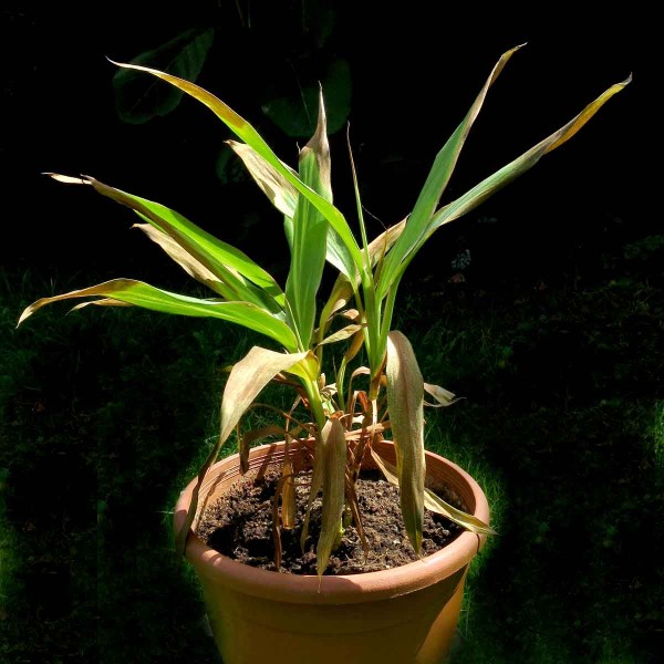 Špatná péče o pokojové rostliny v zimě - dračinka Špatná péče o pokojové rostliny v zimě - dračinka