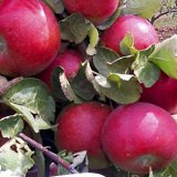 Vitalic - stimulátor na regeneraci kořenů, nadzemní biomasy a zpevnění pletiv Vitalic - stimulátor na regeneraci kořenů, nadzemní biomasy a zpevnění pletiv