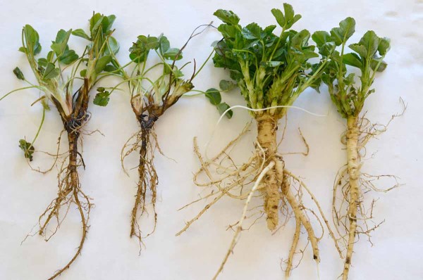 Vlevo kořeny napaden&eacute; houbou rodu Fusarium, vpravo zdrav&eacute; kořeny