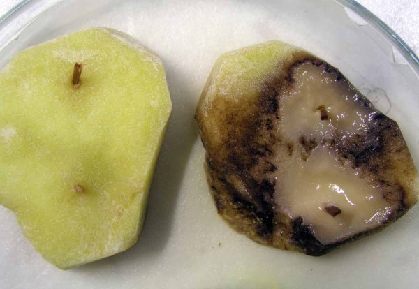 Test na odli&scaron;en&iacute; pektinolytick&yacute;ch bakteri&iacute;