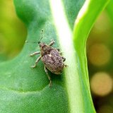 Probl&eacute;my s&nbsp;ochranou proti stonkov&yacute;m krytonoscům na řepce a&nbsp;možnosti ře&scaron;en&iacute;