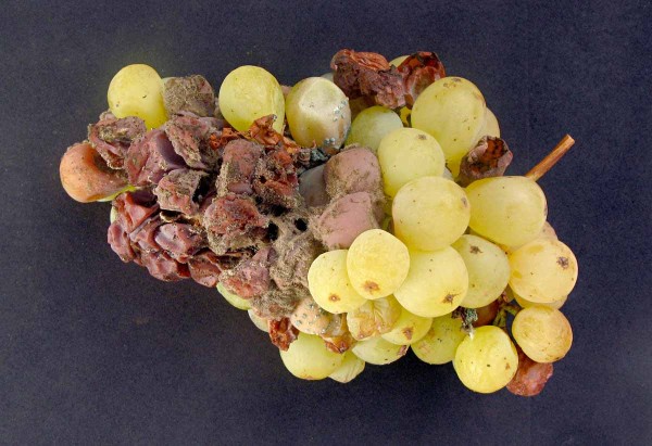 Abiotick&eacute; odum&iacute;r&aacute;n&iacute; třapiny hroznů