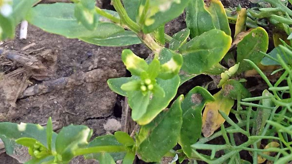 Řepka ozimá infikovaná CaMV Řepka ozimá infikovaná CaMV