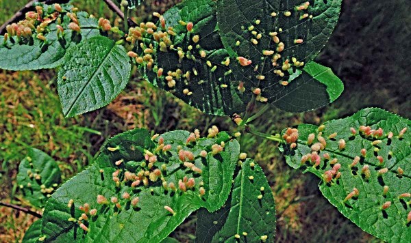 Vlnovník trnkový na slivoni Vlnovník trnkový na slivoni