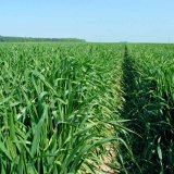 Medax&reg; Max - regul&aacute;tor růstu obilnin s&nbsp;maxim&aacute;ln&iacute; flexibilitou