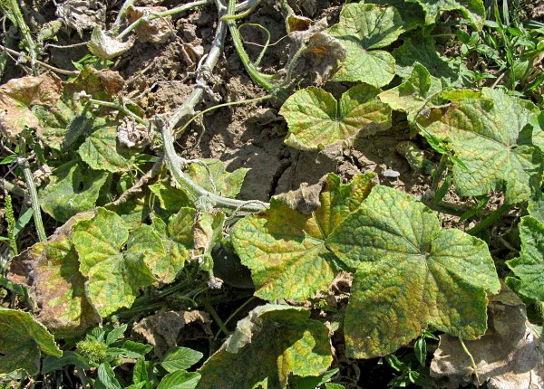 Plíseň dýňovitých na okurce Plíseň dýňovitých na okurce