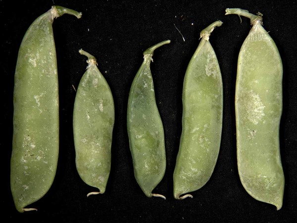 Obr. 3b: V&nbsp;tepl&yacute;ch a&nbsp;such&yacute;ch sezon&aacute;ch se vět&scaron;&iacute; v&yacute;skyt tř&aacute;sněnek projev&iacute; stř&iacute;břit&yacute;mi plochami na po&scaron;kozen&yacute;ch č&aacute;stech rostlin, zejm&eacute;na generativn&iacute;ch org&aacute;nů