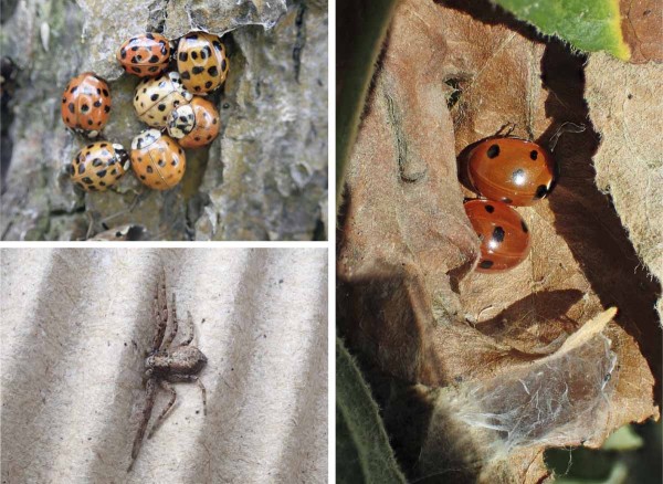 V&nbsp;&uacute;krytech pod kůrou nebo v&nbsp;list&iacute; přezimuj&iacute; i&nbsp;přirozen&iacute; nepř&aacute;tel&eacute; &scaron;kůdců,  jako např&iacute;klad slun&eacute;čka a&nbsp;pavouci