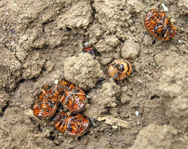 Obr. 8: Dospělci a&nbsp;larva mandelinky po zasažen&iacute; &uacute;činn&yacute;m insekticidem