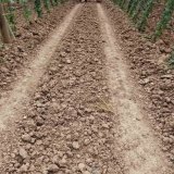 Odstraněn&iacute; zhutněn&iacute; v&nbsp;kolejov&yacute;ch stop&aacute;ch ve chmelnic&iacute;ch