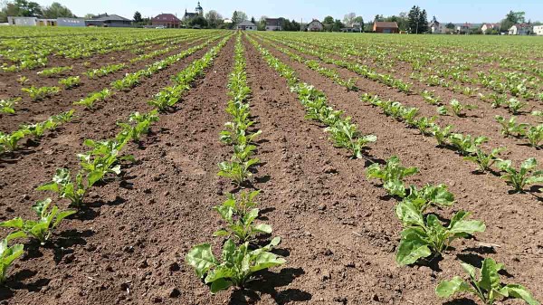 Porost 18. května 2020 před odběrem listů na posouzen&iacute; v&yacute;živn&eacute;ho stavu rostliny