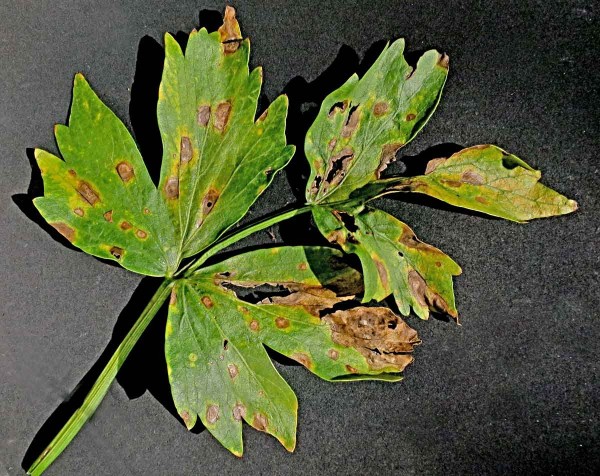 Septoriová skvrnitost listů celeru Septoriová skvrnitost listů celeru