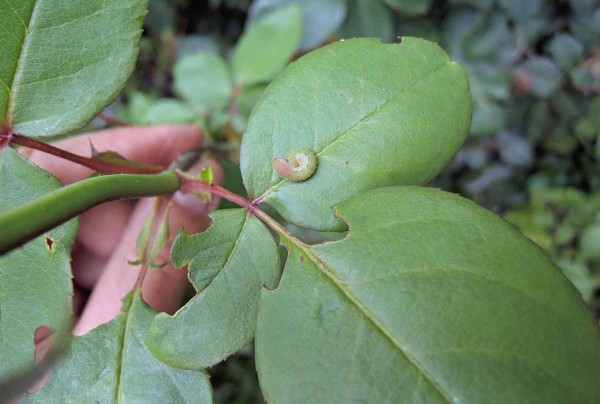 Housenice pilatky růžové Housenice pilatky růžové