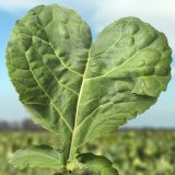 Efilor - nejlep&scaron;&iacute; volba pro jarn&iacute; o&scaron;etřen&iacute; porostů řepky ozim&eacute;